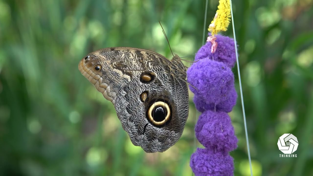 Metamorphosis or Miracle of Hidden Power?