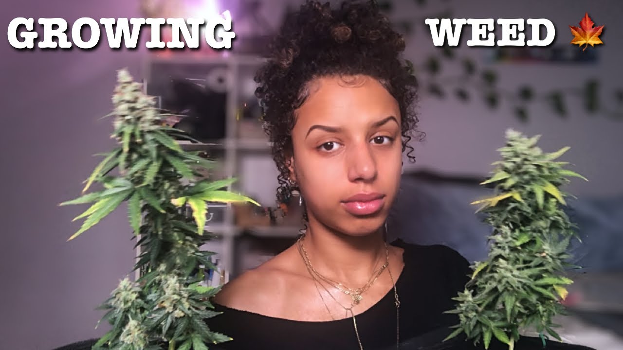 My first time GROWING WEED (indoor)