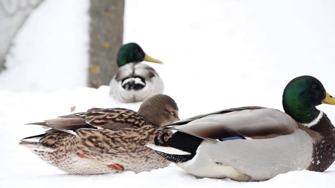 Antys prie Bernardinų sodo | Ducks in Vilnius, Nikon D5300 slow-mo video test
