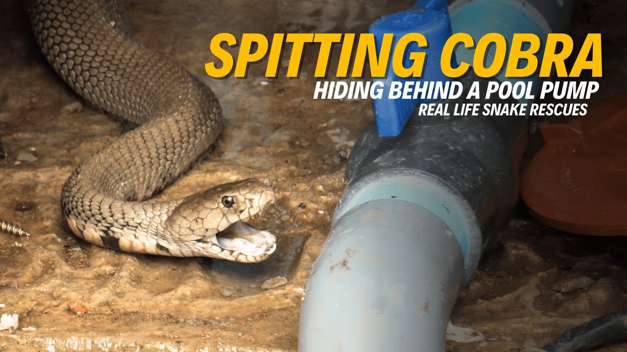 Mozambique Spitting Cobra hiding behind a Pool Pump