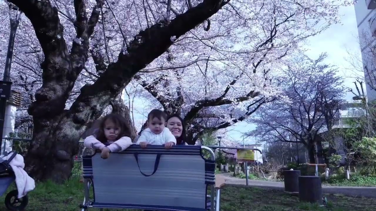 Hanami in Sakurakoen March 2022