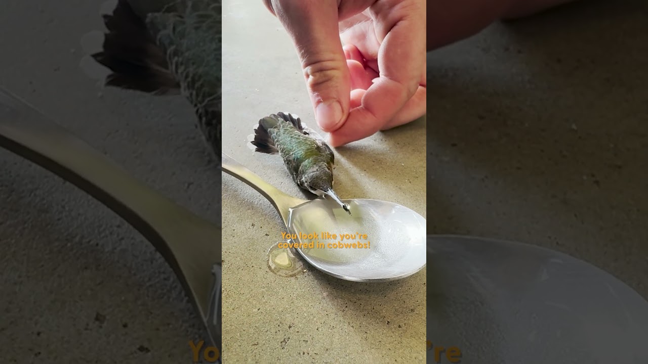 Man Finds Paralyzed Hummingbird On Garage Floor | The Dodo