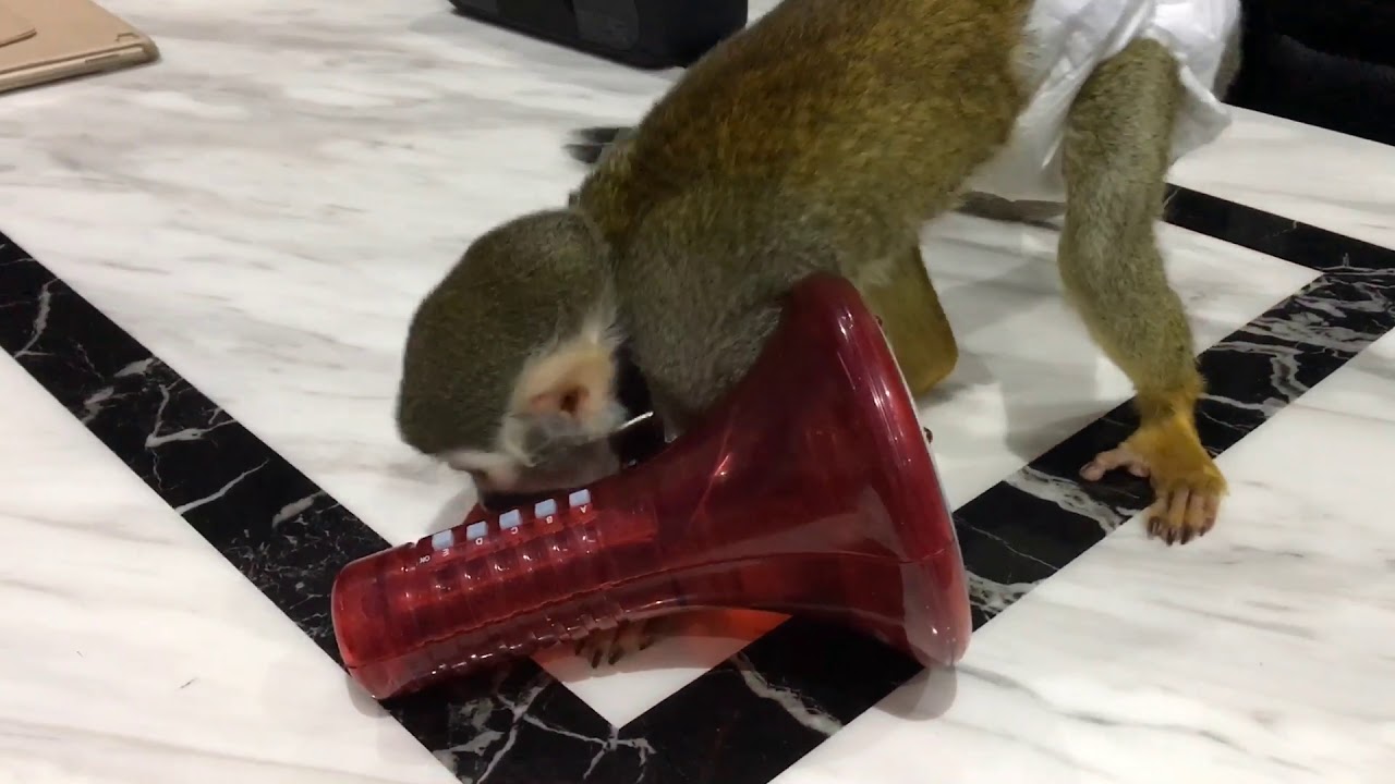 Pet Squirrel Monkey Playing