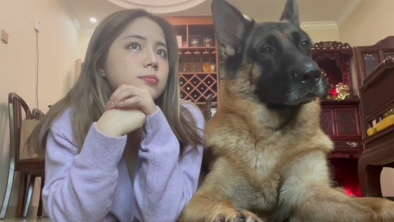 德牧为什么适合女生养？看完就知道