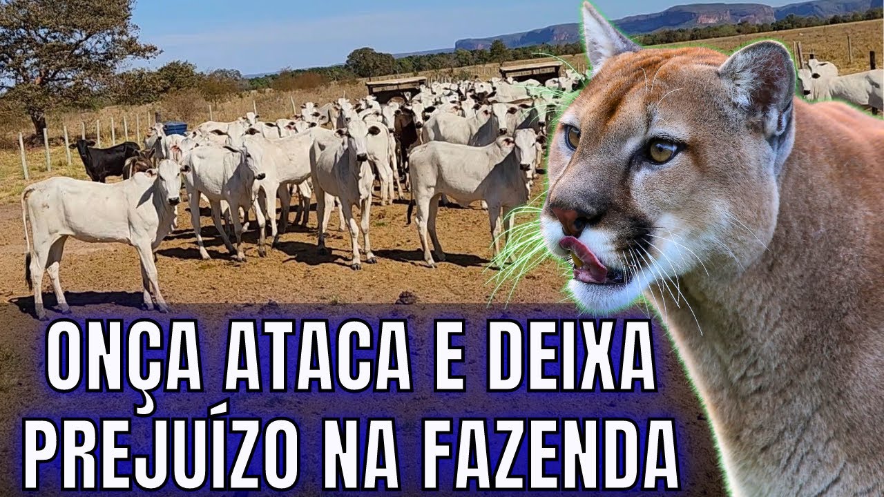 Prejuízo e Bagunça Causado pela Onça na Fazenda
