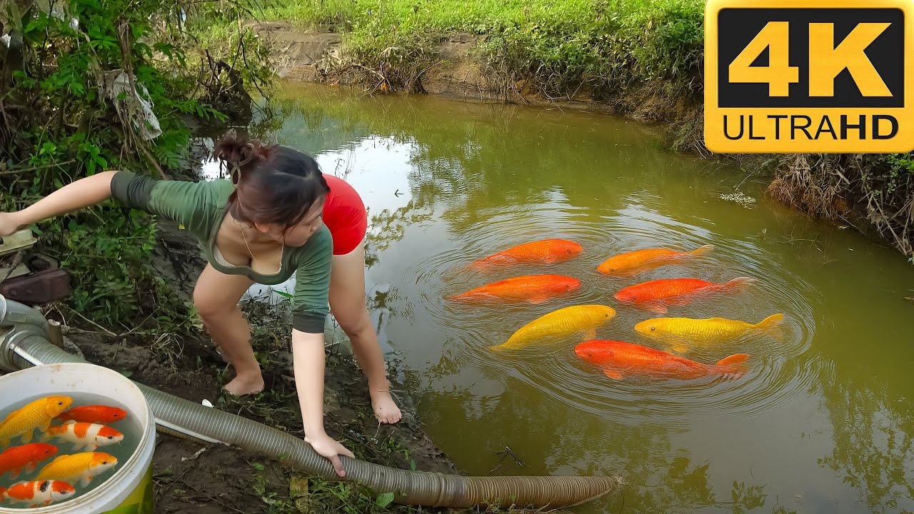 Pesca de peixes grandes no rio selvagem com rede e bambu – Vídeo 4K! | Emily da Pesca