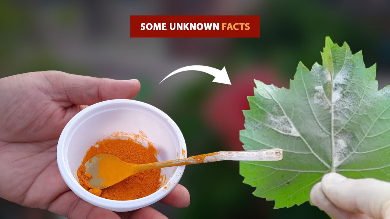 Unknown Uses of Turmeric || Benefits for Plants || Organic Fungicide