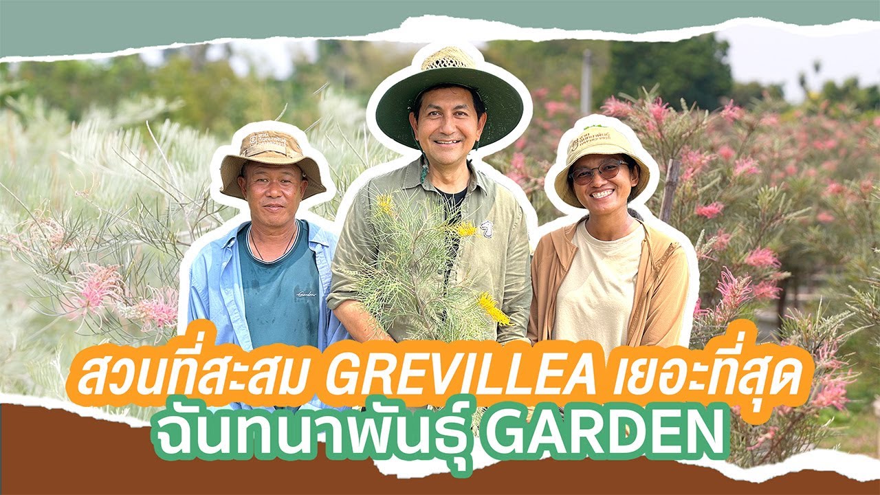 พามารู้จักกับสวนฉันทนาการ์เด้น แหล่งซื้อ Grevillea สายพันธุ์ใหม่