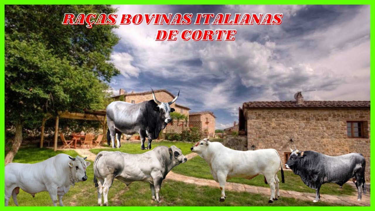 Top 5 Raças Bovinas Italianas de Corte: Descubra as Estrelas da Pecuária! #boi #vaca #touro #vacas