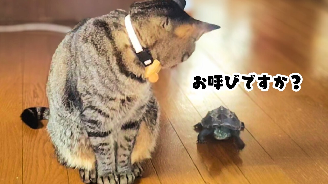 小雪ちゃんに「軍曹呼んできて」って言ってみたら…【I asked Koyuki to call the sergeant...】