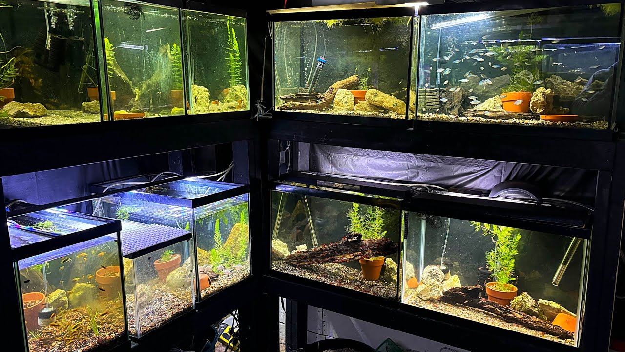 FISH ROOM TOUR | 17 AQUARIUMS IN BASEMENT FISH ROOM!