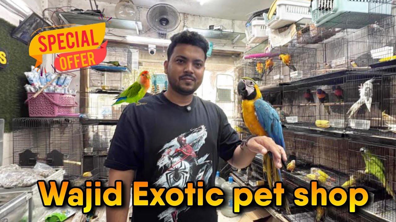 Best Team Exotic Bird in Mumbai|Wajid Exotic pet Shop in Jogeshwari #vairal #pets #exotic 