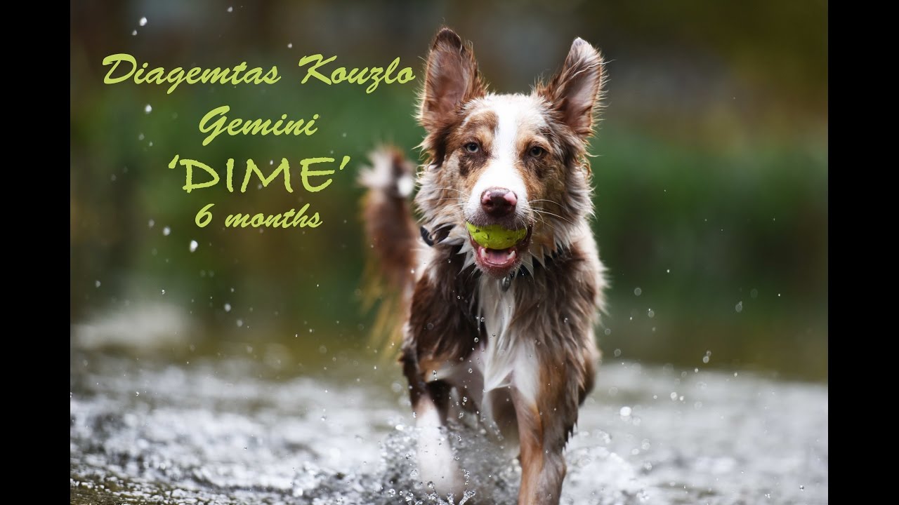 Border Collie Dime | 6 Months