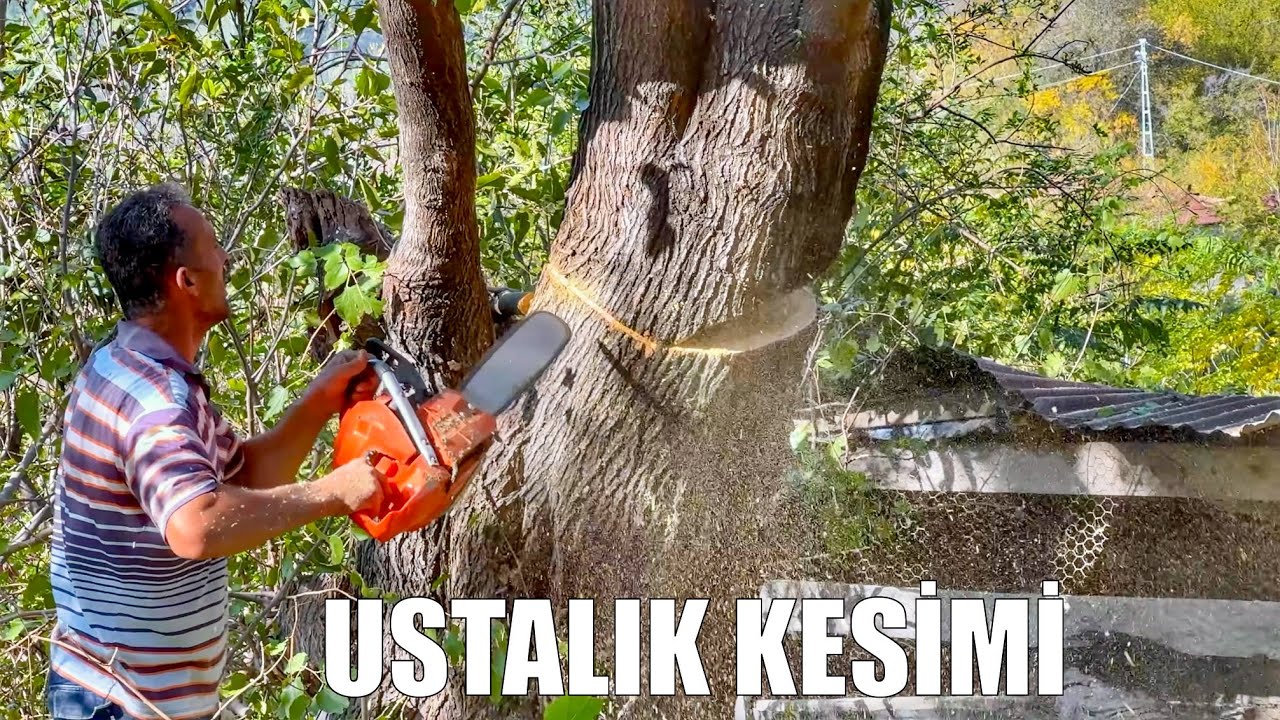 Ustalık İsteyen Ağaç Kesimi Husqvarna 365 Motorlu Testere İle