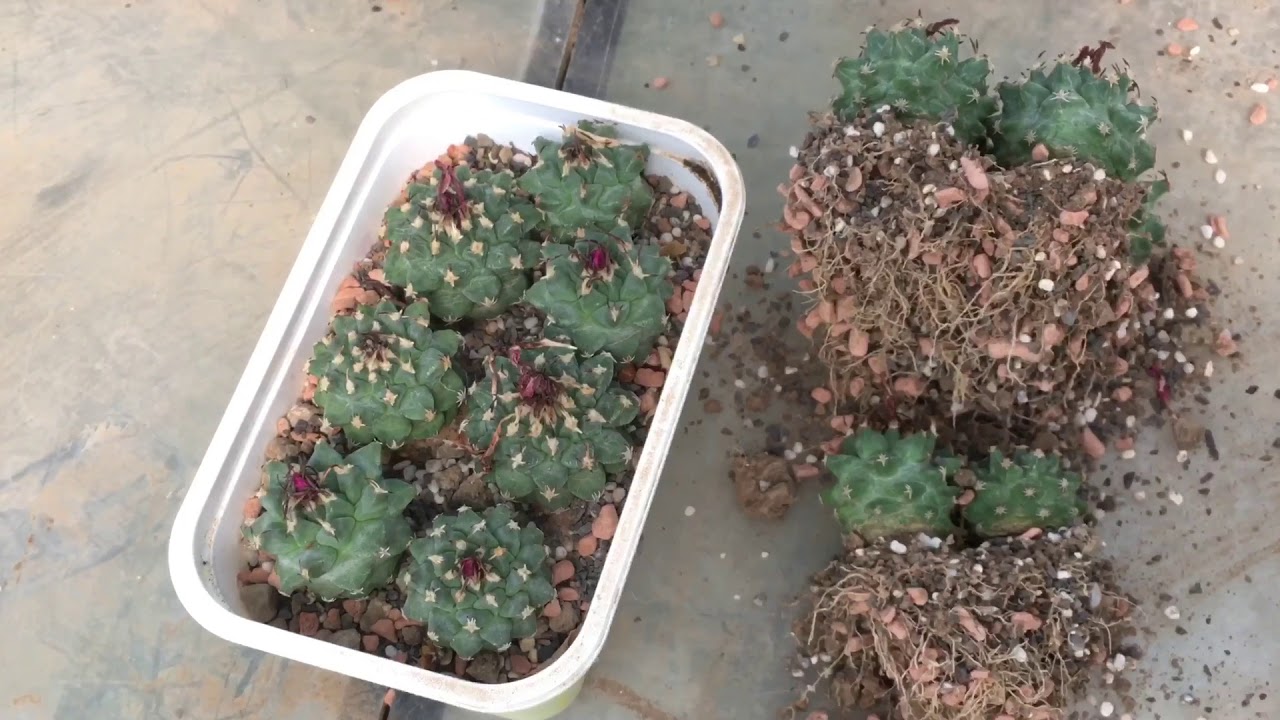 Ariocarpus, Warzenpfropfung, Kakteen pfropfen, Kakteenzucht, Ariocarpus Cultivare