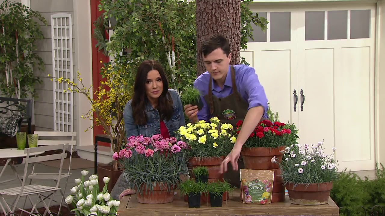 Roberta's 4-Piece Dianthus Promotional Series on QVC