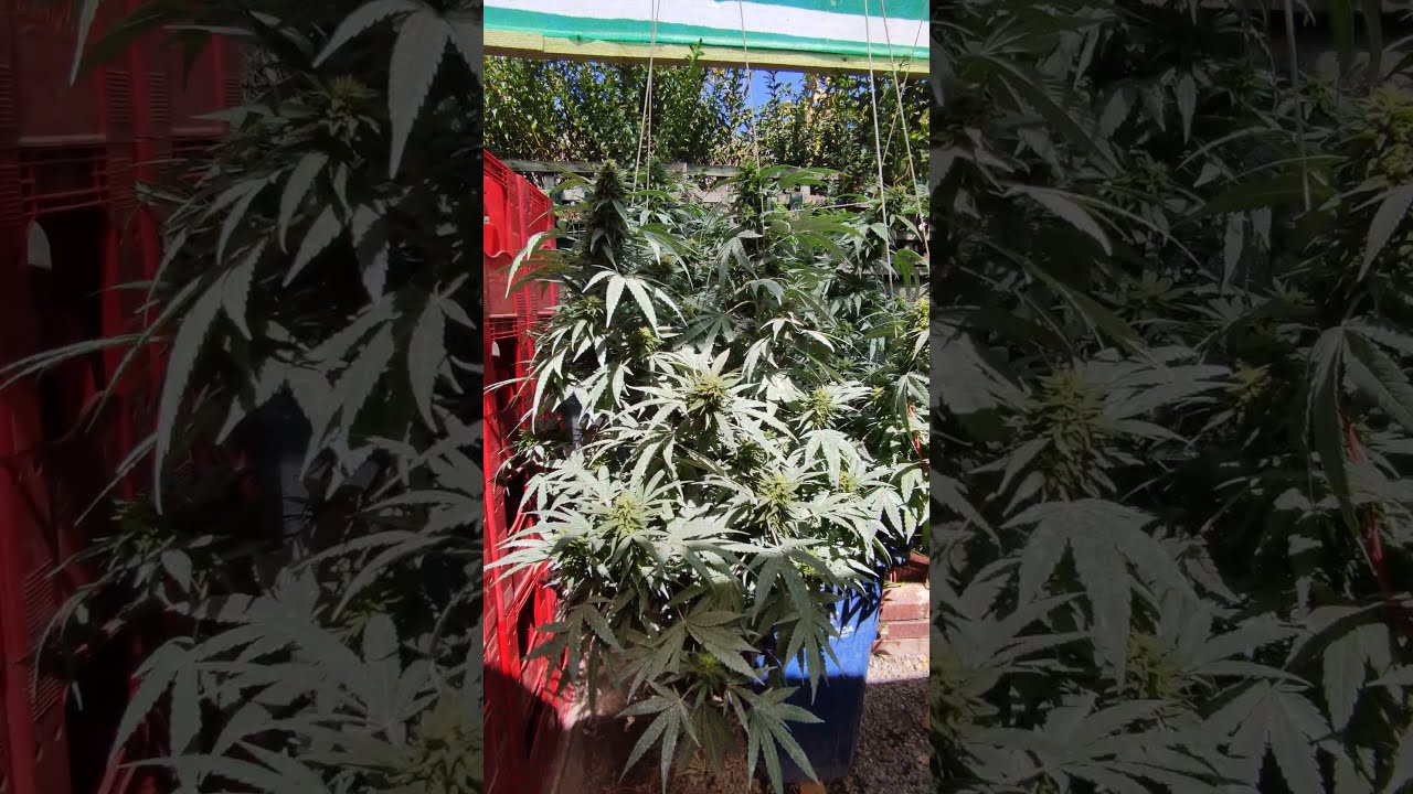 Moby Dick de Dinafem