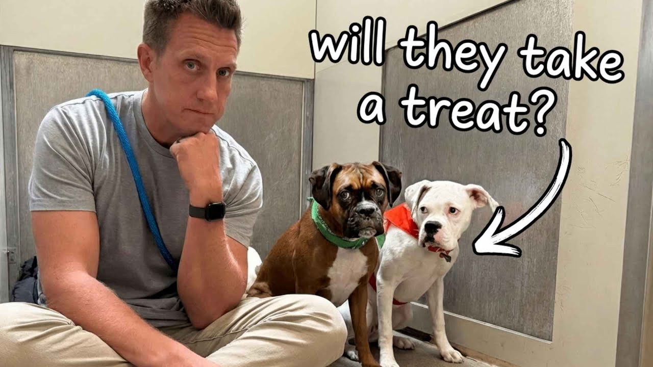 Trying to get my New Dogs to Take Their First Treat (LIVE 🔴)