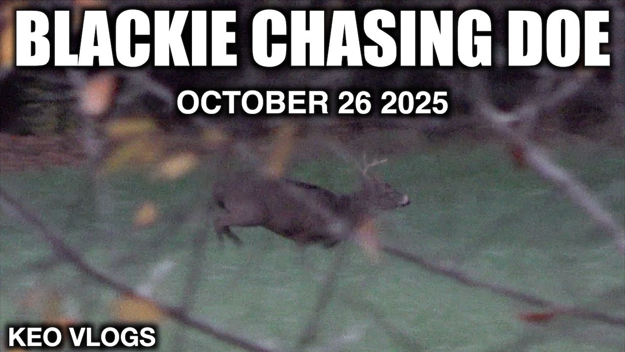 Первое появление Блэки в этом сезоне