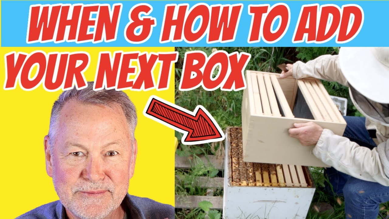 Beekeeping: When & How To Add Your Next Honey Or Brood Box