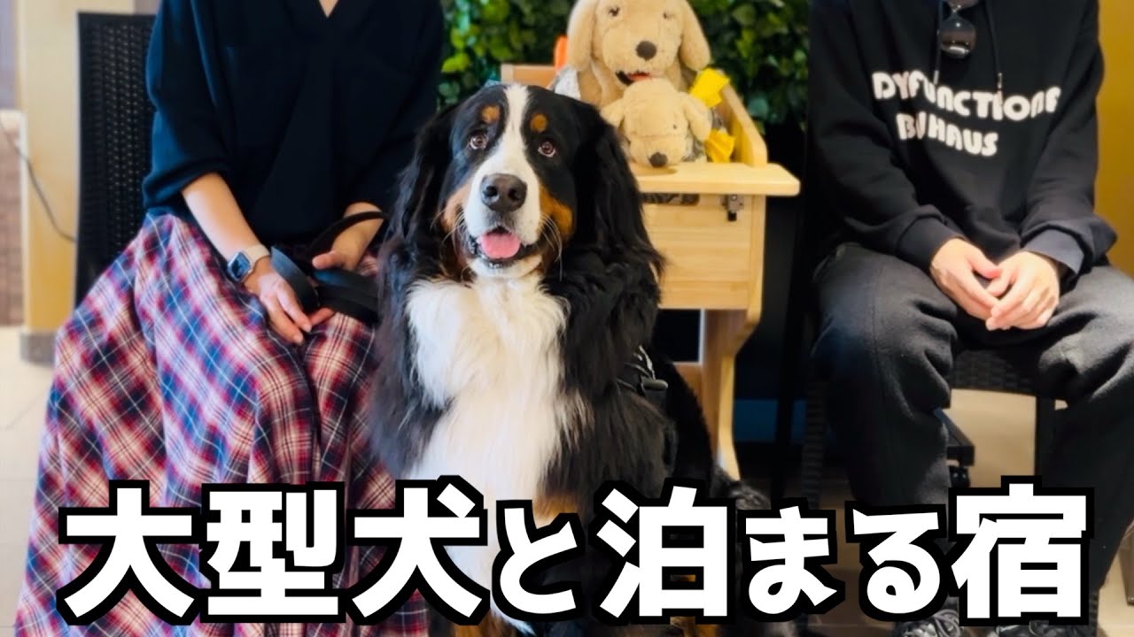 大型犬のバーニーズも泊まれる❗️レジーナリゾートびわ湖長浜へ🐾