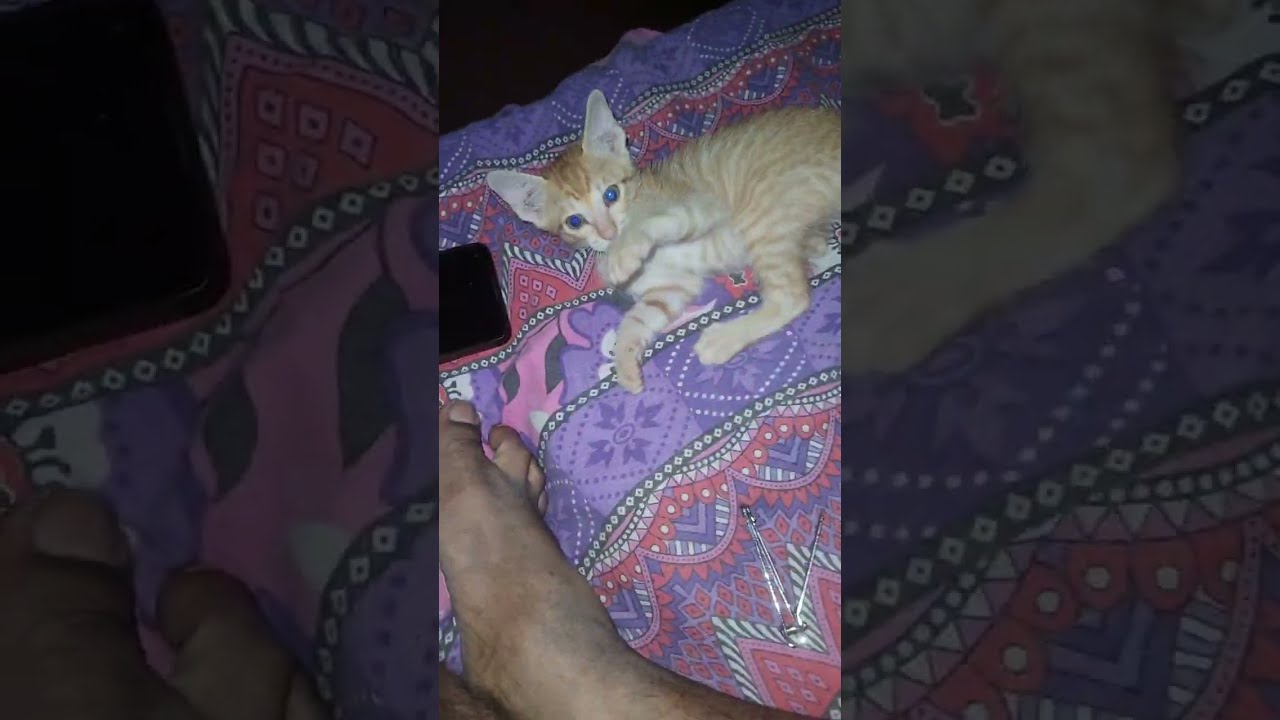 So much energy #cat #kitten #pets #petlover 