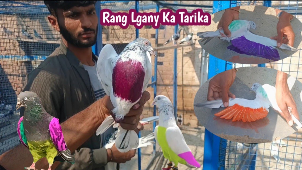 Kabootar Ko Rang Lga Diya Rang Lgany Ka Tarika  || Kashif Zaman Pigeons ||
