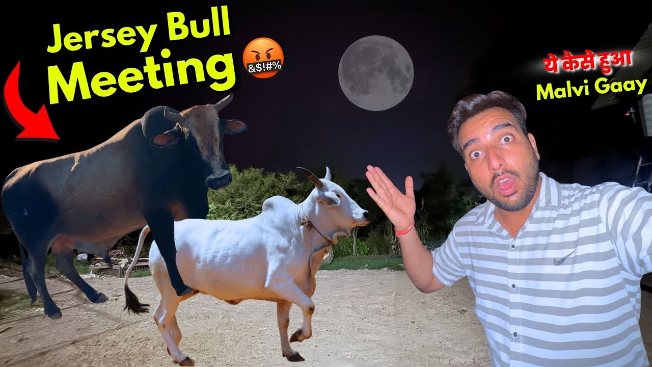 Malvi Gaay Ki Meeting🐂Jersey Bull हद है भाई🤦🏽&zwj;♂️😳