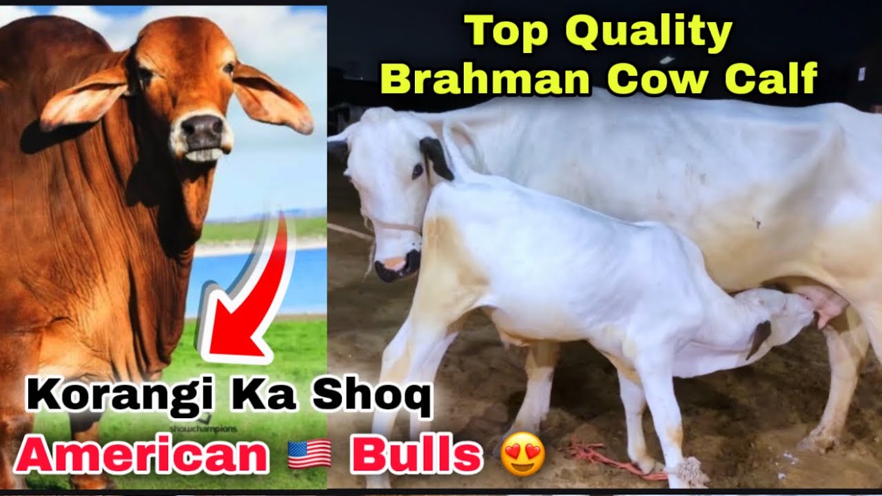 Korangi Me Breading Cows Ka Shoq 😍 Top Quality 35 Liter Milking Cows Ka Shoq | Brahman Breading 