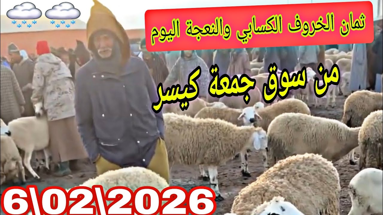مباشرة من سوق جمعة كيسر مع ثمن الخروف الكسابي ونعجة اليوم بتاريخ 06/02/2026 🌨🇲🇦🌧 #سعيد_كيسر #المغرب 