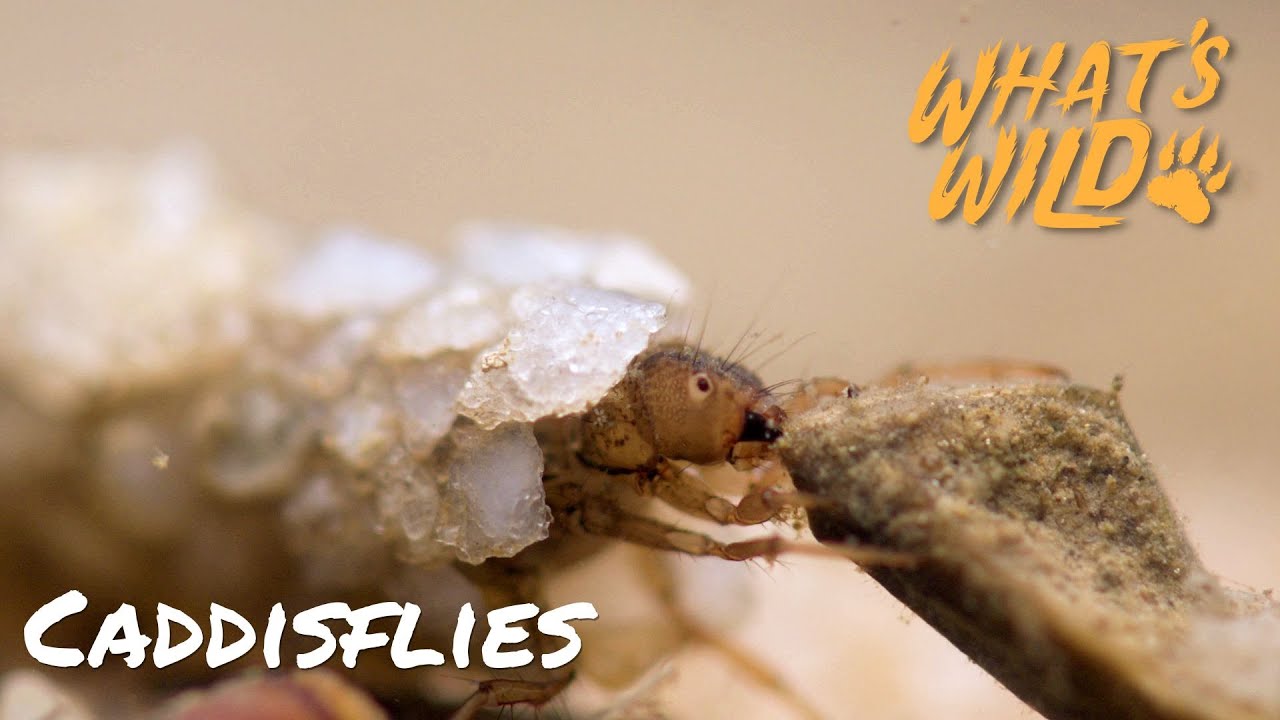 Caddisflies | What's Wild