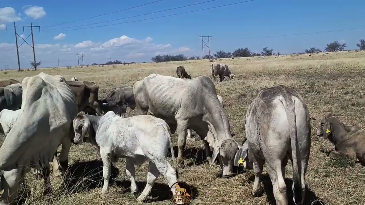 Calidad de ganado braman, zuiso y Charoolais a la venta, en la salada, Fresnillo 🐂🐂👌