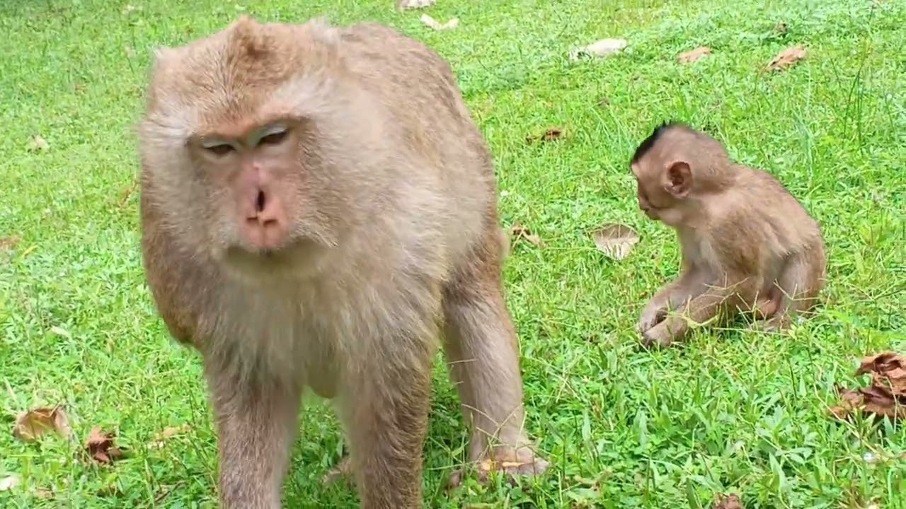Mummy monkey 🐒 is feeding a baby monkey some food 🥑🥝 @Angielika_1404 