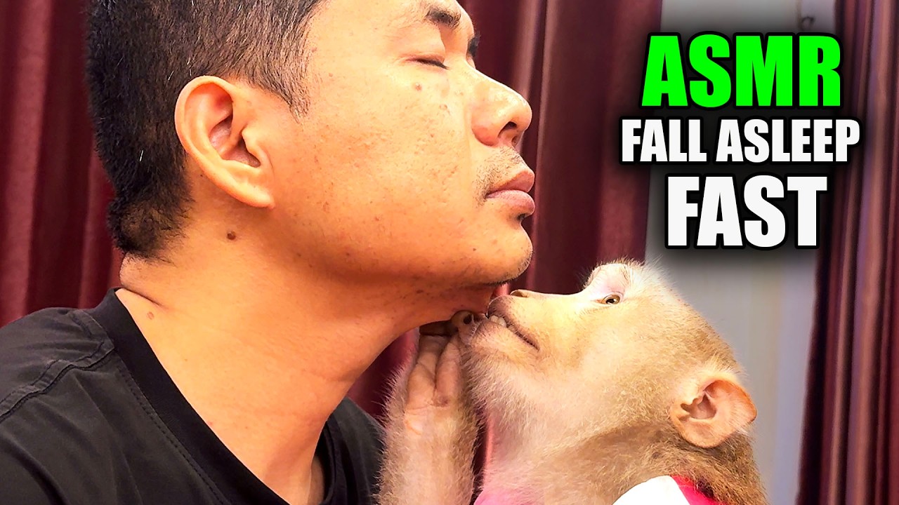 ASMR Monkey Grooming (FALL ASLEEP before You Know It) | 90 Minutes of DEEP Tingles