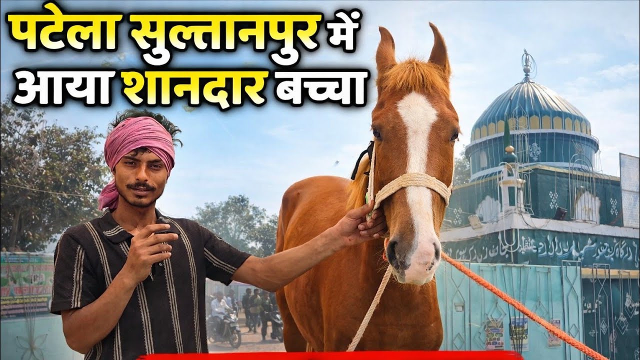 पटेला सुल्तानपुर में पहुंचा शानदार बछेरा, रेस में दिखाएगा अपना कमाल