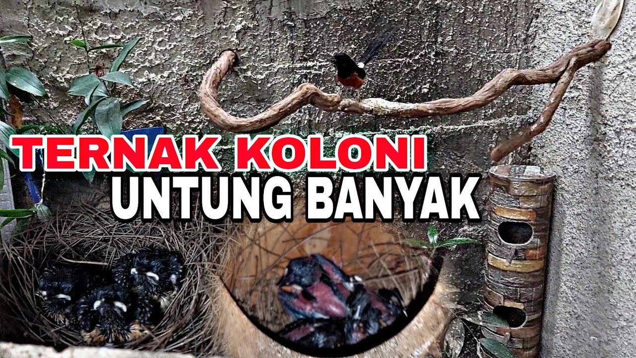 NETAS BANYAK || TERNAK KOLONI