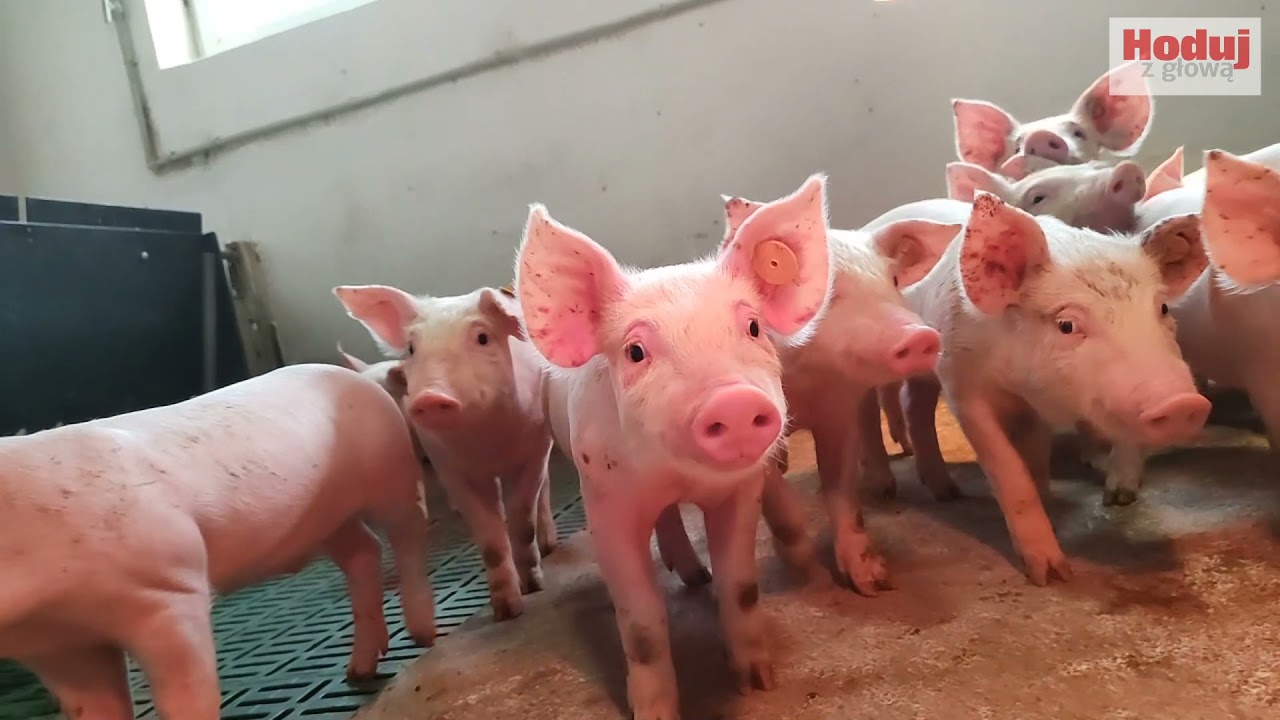 Produkcja trzody chlewnej w gospodarstwie Ekoinwest