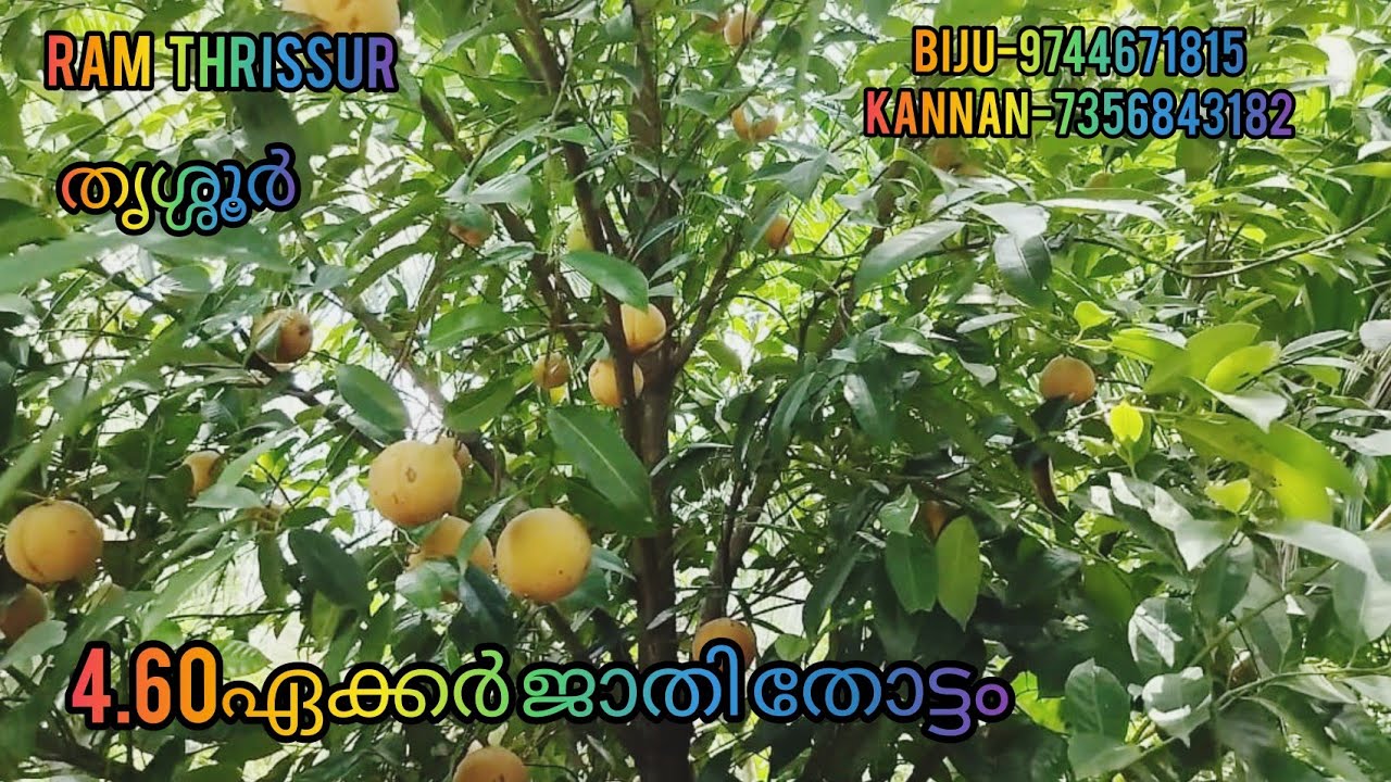 4ഏക്കർ 60സെന്റ് സ്ഥലം #530#തൃശ്ശൂർ -മൂപ്ലിയം.