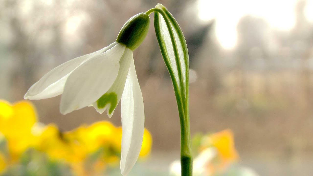 Schneeglöckchen - Frühblüher, Portrait, Wuchs, Pflege