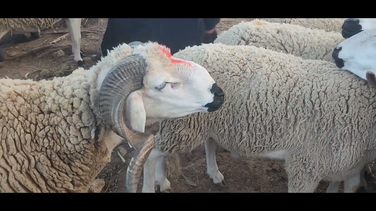 مباشرة من سوق الأسبوعي خميس سيدي حجاج مع تمن خروف