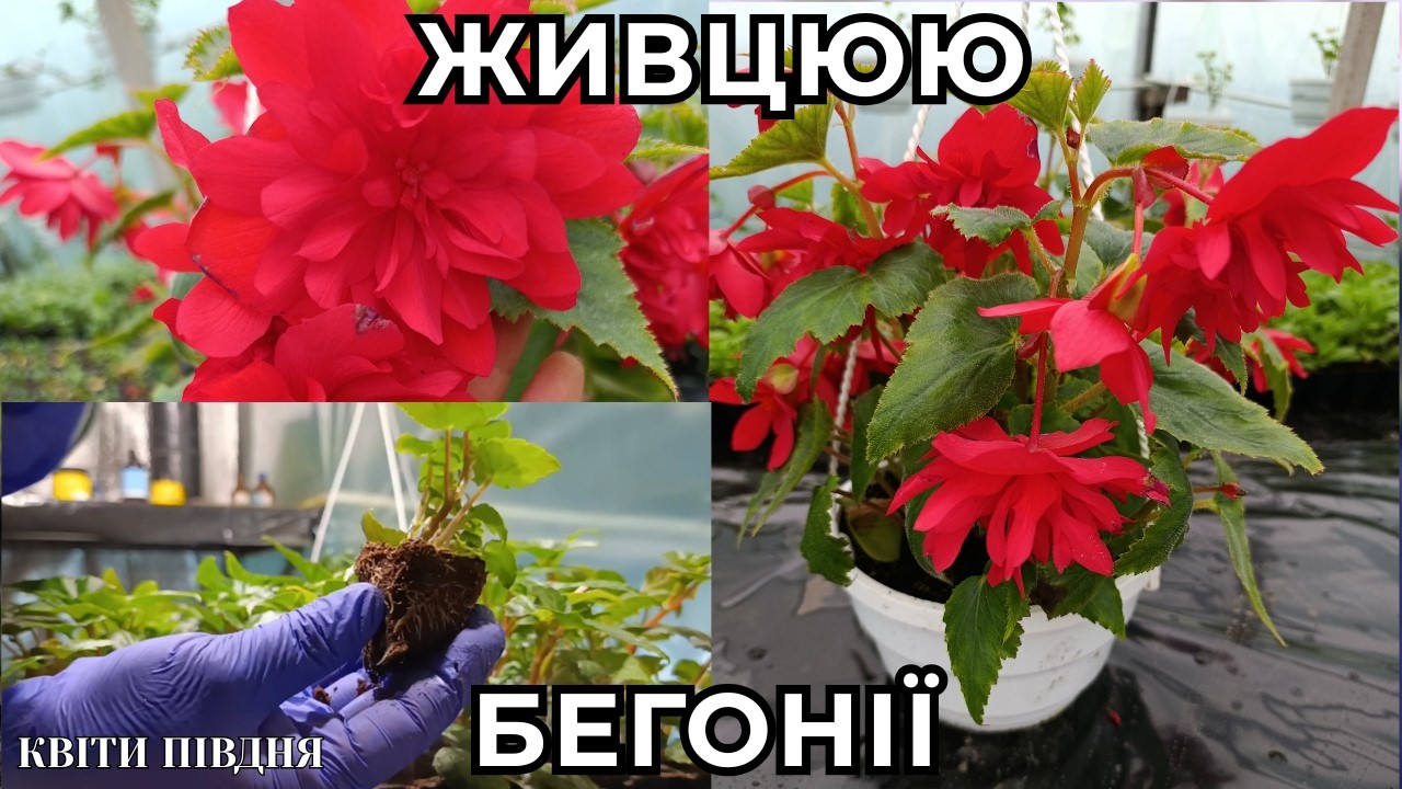 ЯК Я ВИРОЩУЮ БЕГОНІЇ