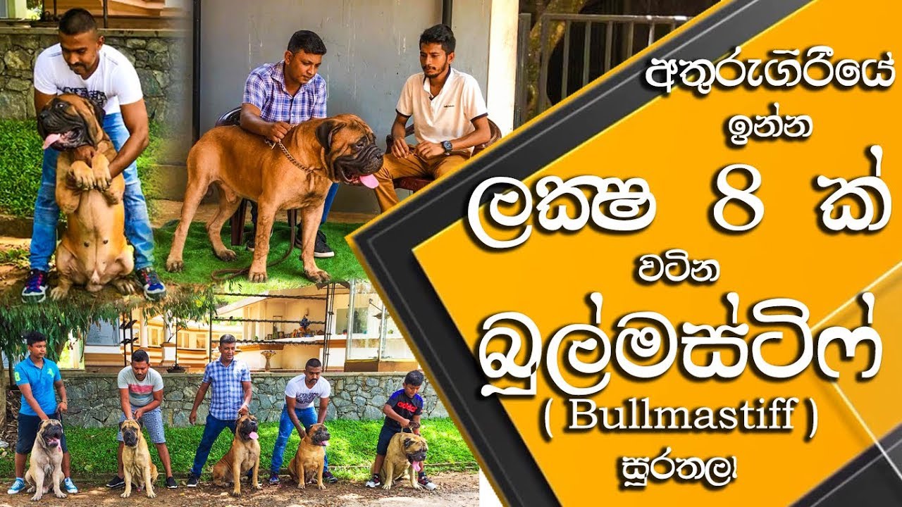 ලක්ෂ 8ක් වටින බලු සුරතලා | All about Bullmastiff | Pet Care | Anything.lk