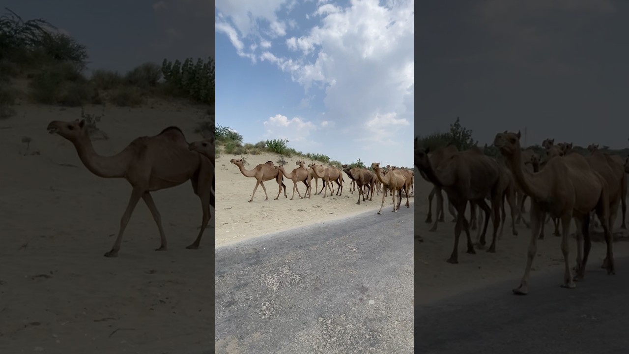 A herd of camels in the middle of the desert dunes #Shorts