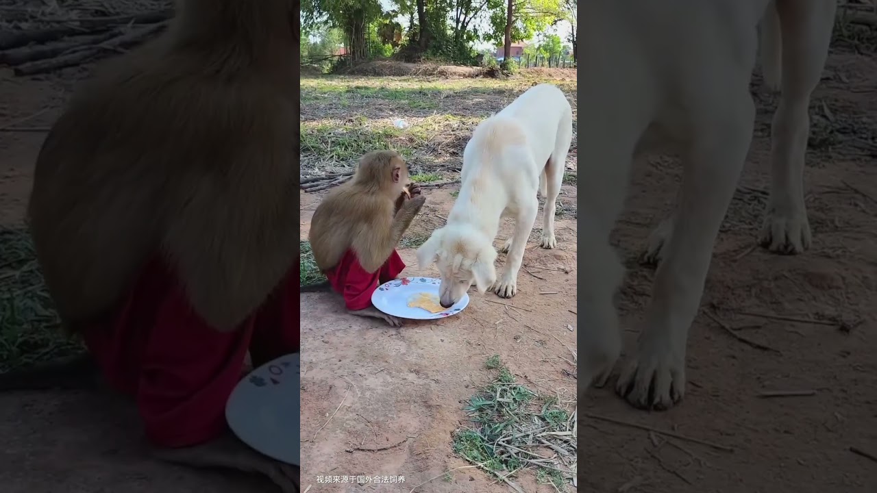 monkey brothers want to eat fried eggs #shorts #monkey #animals #funny