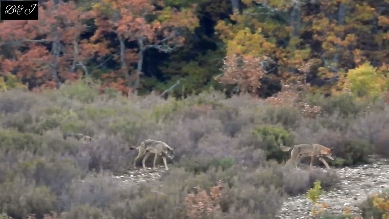 LOBO IBÉRICO:  ENCUENTRO Y MARCHA EN FORMACIÓN DE 5 ADULTOS (MONTAÑA PALENTINA 2022)