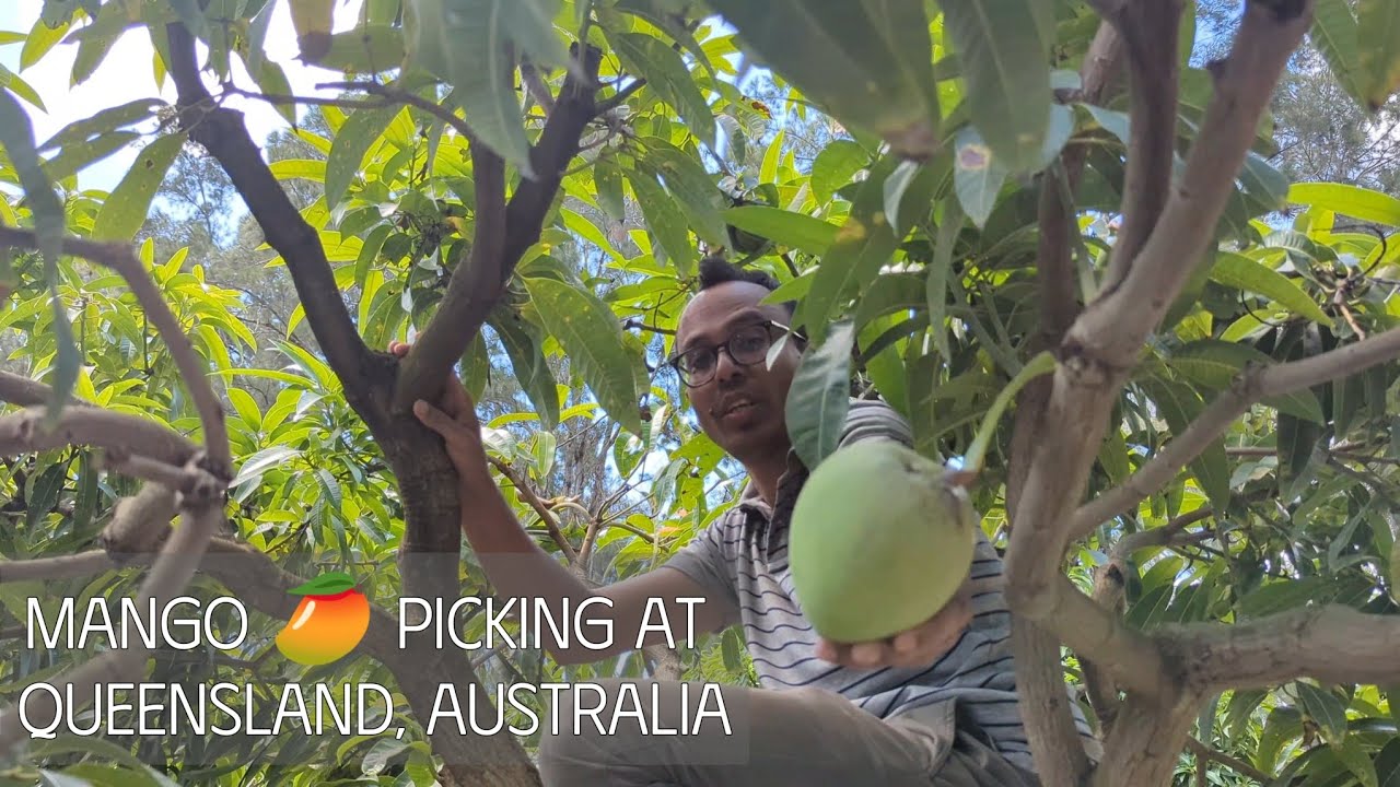 Mango Picking Day in Australia : An Unforgettable Experience!