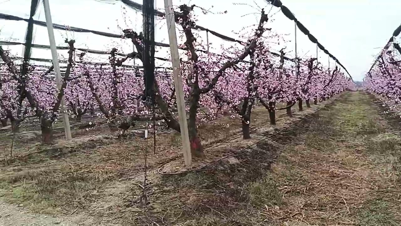 24 de febrero de 2025. Árboles frutales de Nectarinas floreciendo. Aragón.