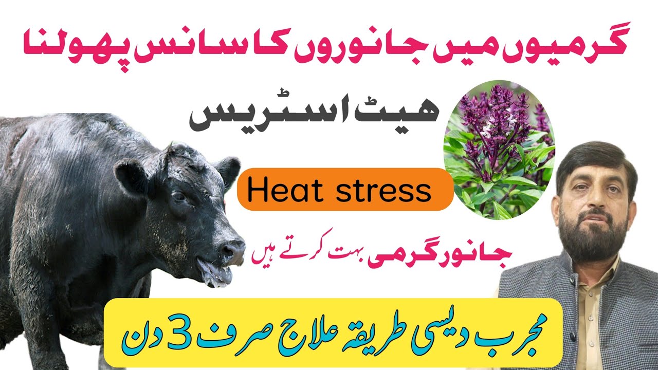 Desi Herbal Drink For Heat Stress In Cow Buffalo | Gaye Bhains Ka ہانپنا Aur گرمی Karna