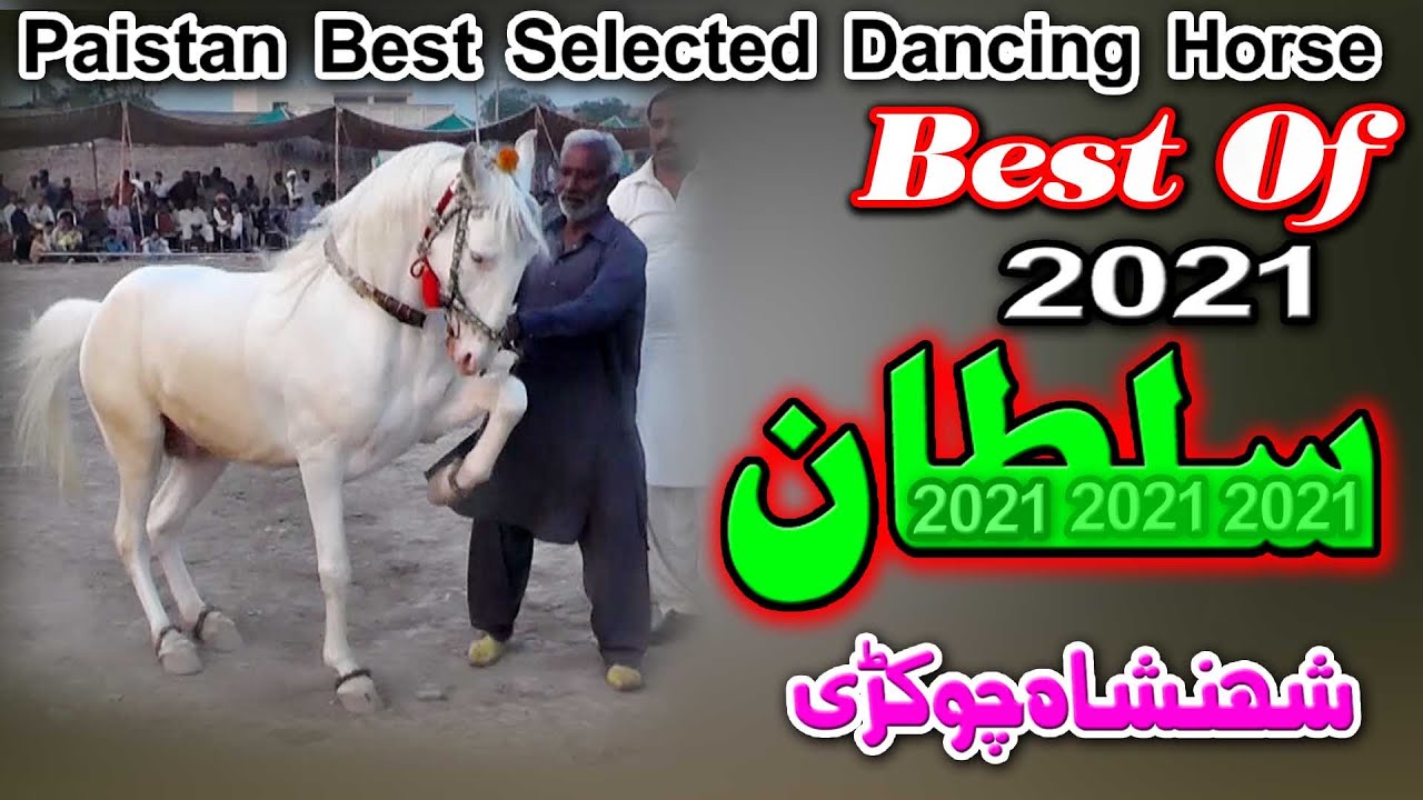 Best Of Sultan ll King Sultan l Great Horse Dance 2021