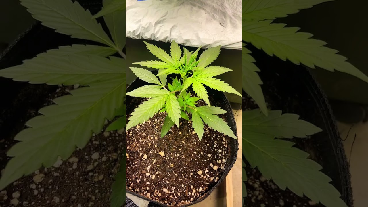 @ yamagrow420 zkittles auto one female 💪 so far